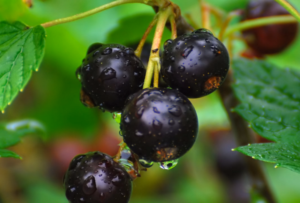 Настойка из красной смородины