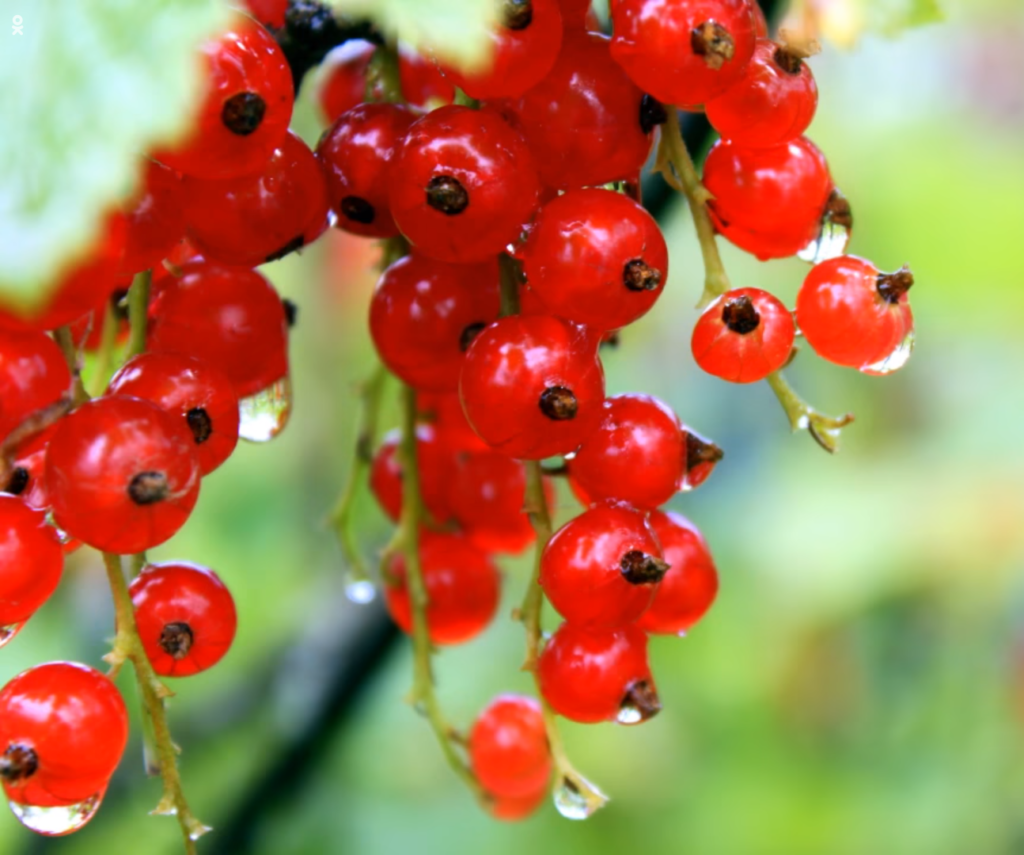 Настойка из красной смородины