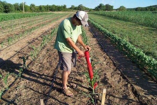 Попкорн в домашних условиях из кукурузы на сковороде